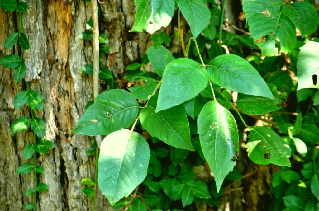 Poison Ivy. Marion's weed challenge