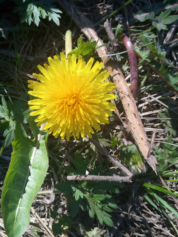 WEEDS...(challenge?)