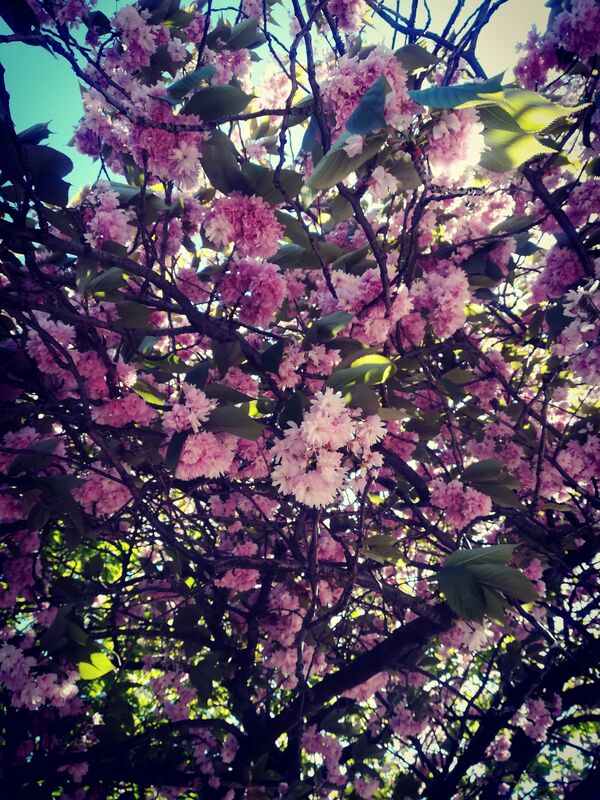 The Cherry Blossom Tree