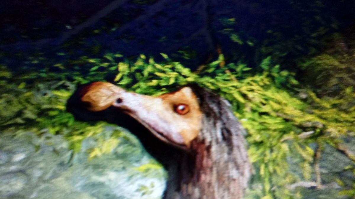 The Dodo
