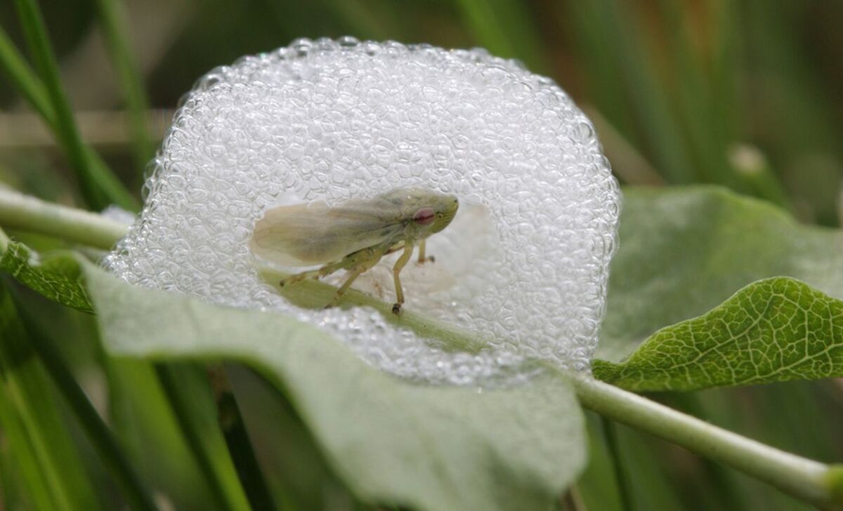Cuckoo Spit