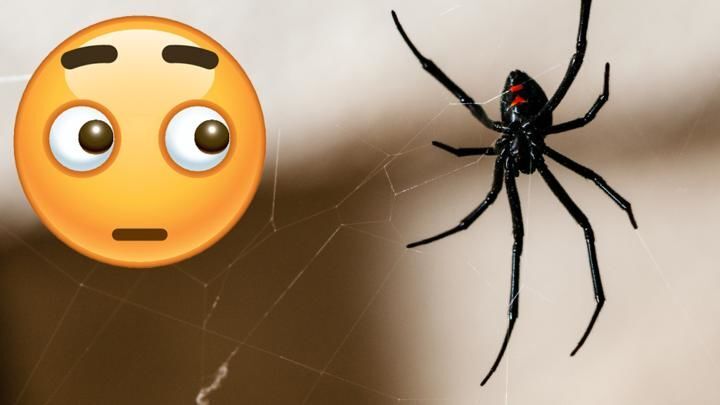 That big hairy spider?