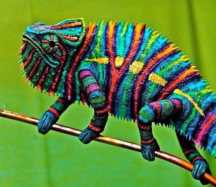 Ickle Iguana ?