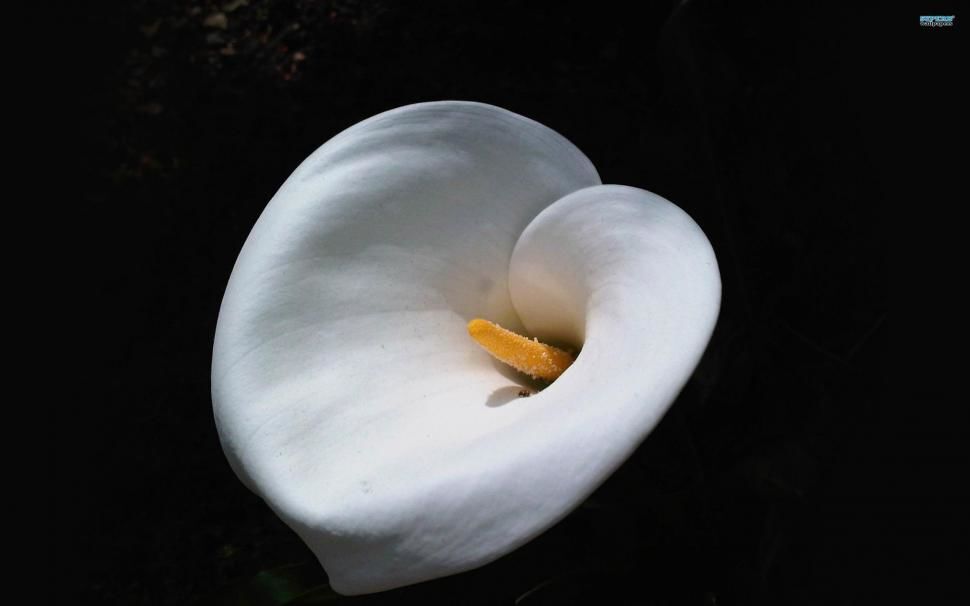 Hypoxia Lily