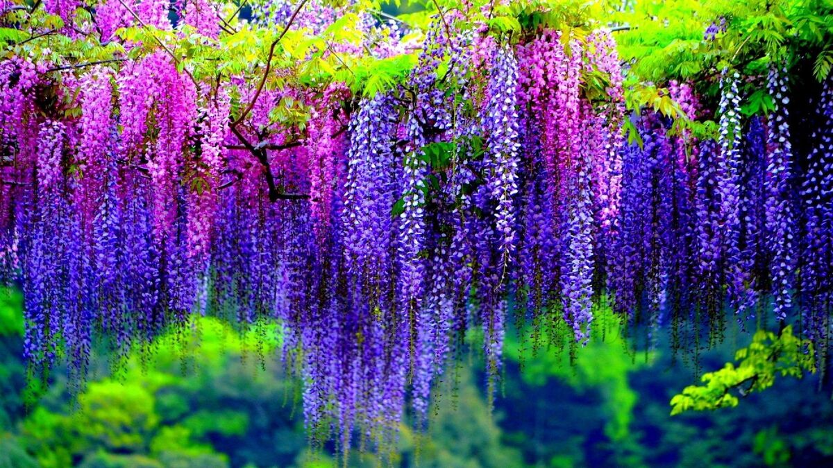 Wisteria