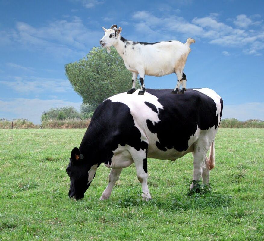 Moos, maas, bleats and baas