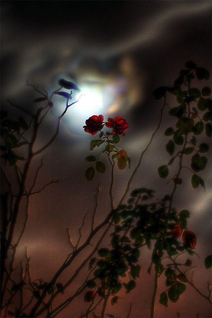 Onyx Rose