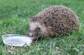 My thirsty visitor ?