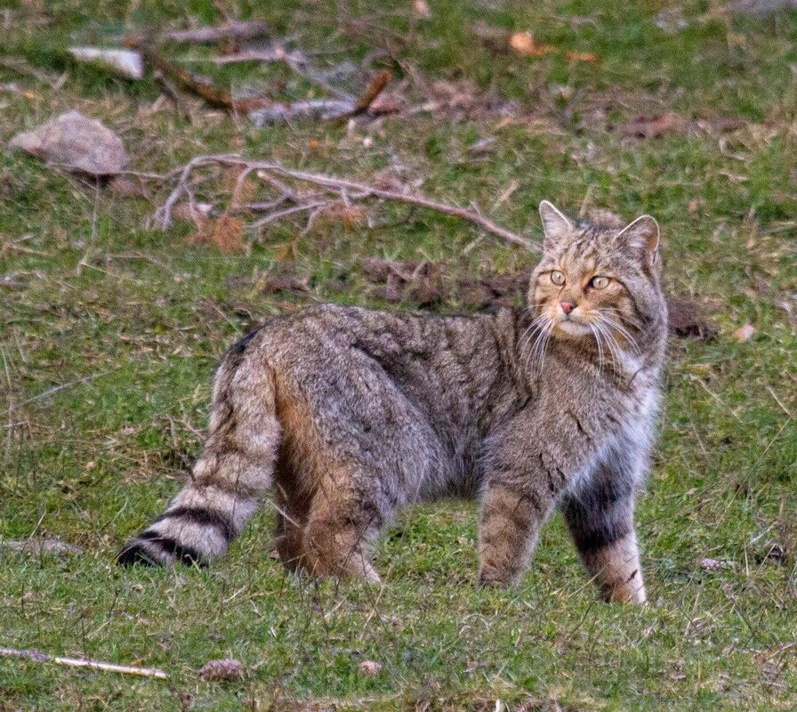 The Wildcat