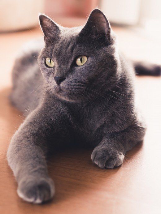 Clever country cat