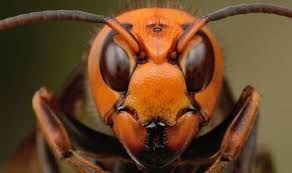 ASIAN GIANT HORNET