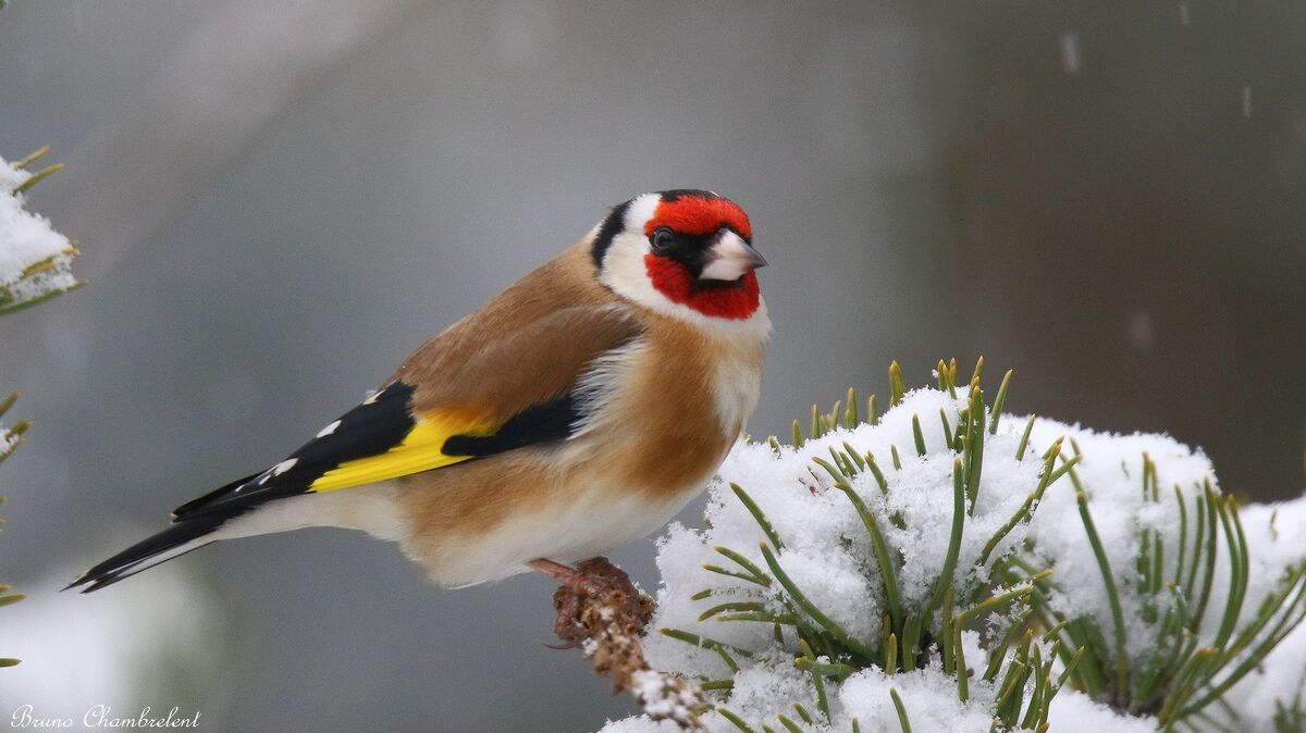 The Goldfinch