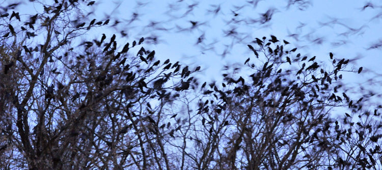 A murder of crows