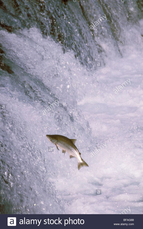 The silvery, slithery Salmon