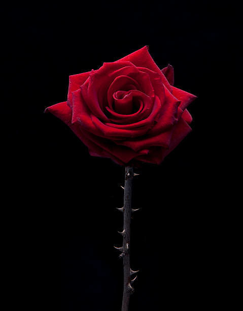 ?Rose?