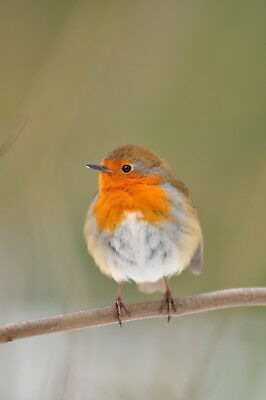 THE ROBIN~
