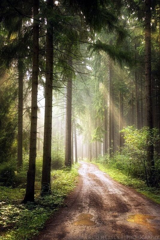 My wonderful woodland walk