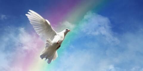 White Doves: