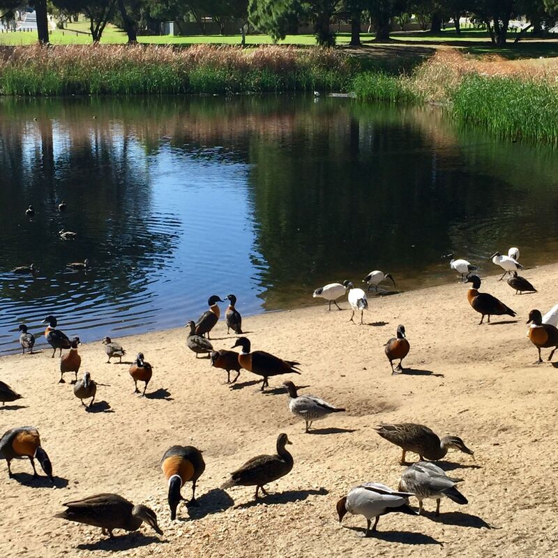 Party at the Pond