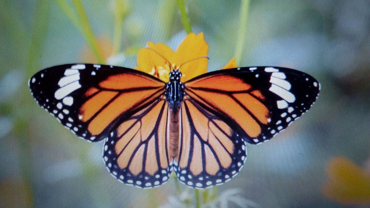 The Butterfly Catchers