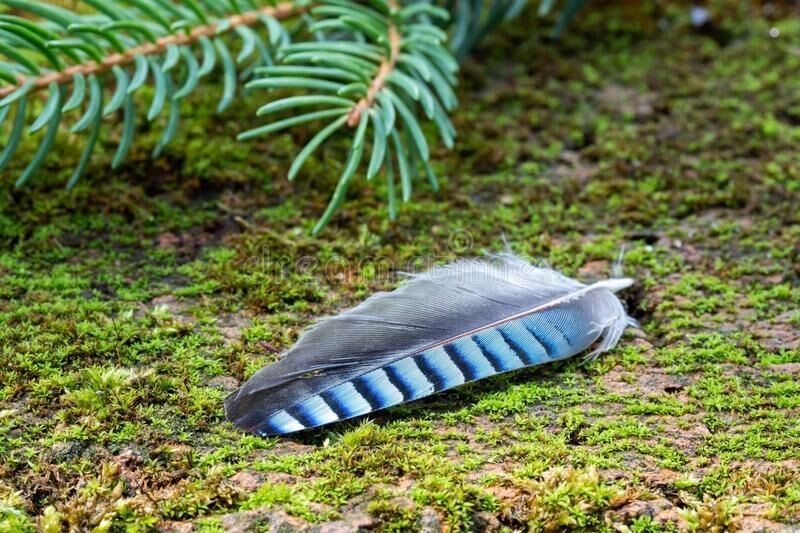 My beautiful blue Jay’s feather