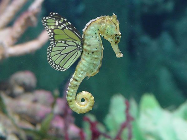 SEAHORSES