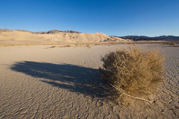 Troublesome Tumbleweed