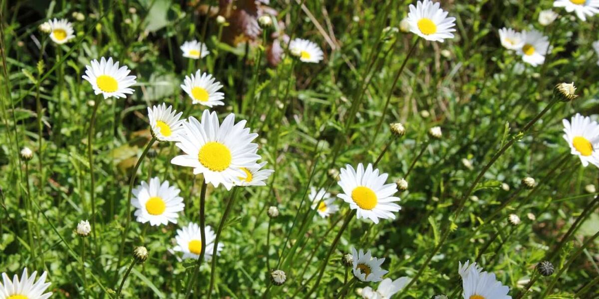 Daisies in the Rain