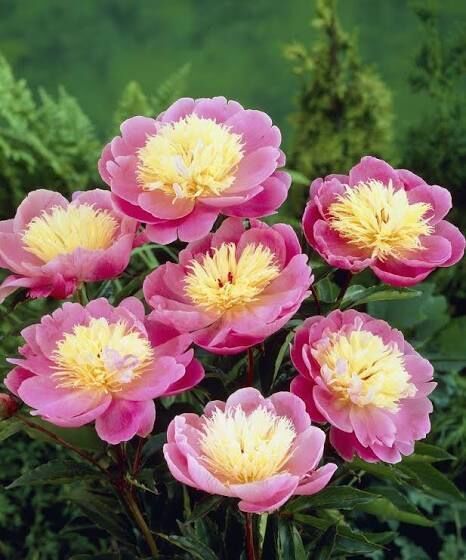 PEONIES