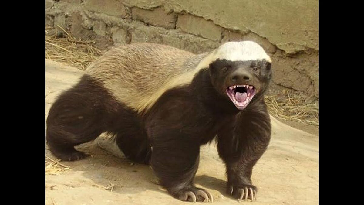 Grit the Honey Badger 