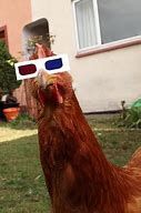 The Carnivorous Chickens. The Carnivorous Chickens.