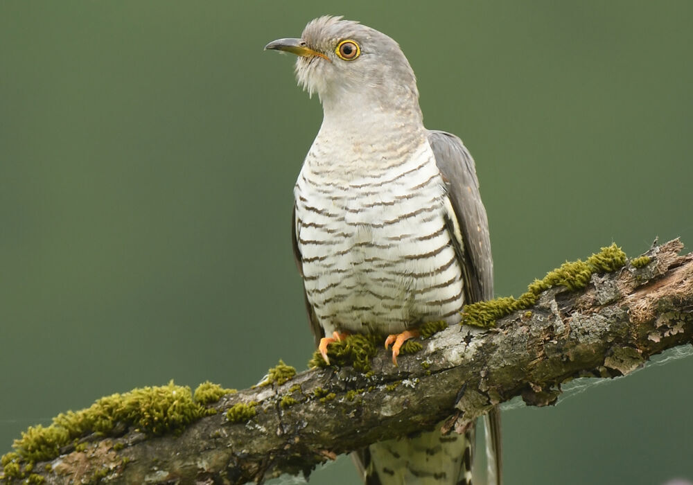 The Elusive Cuckoo 