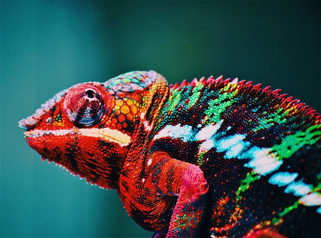 Chameleon