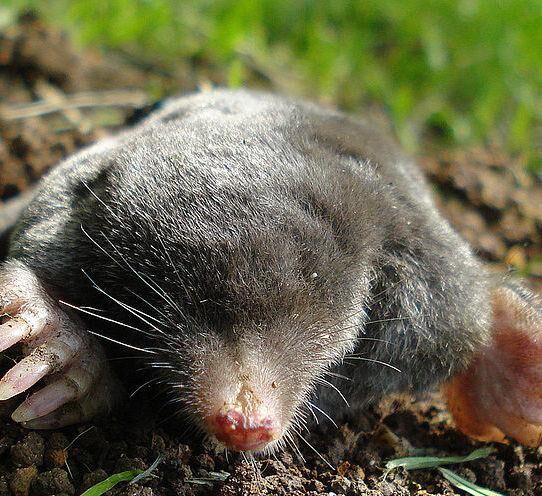 Mr. Mole ?