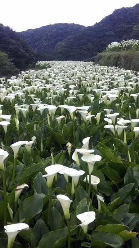 THE FLOWERS IN MY GARDEN