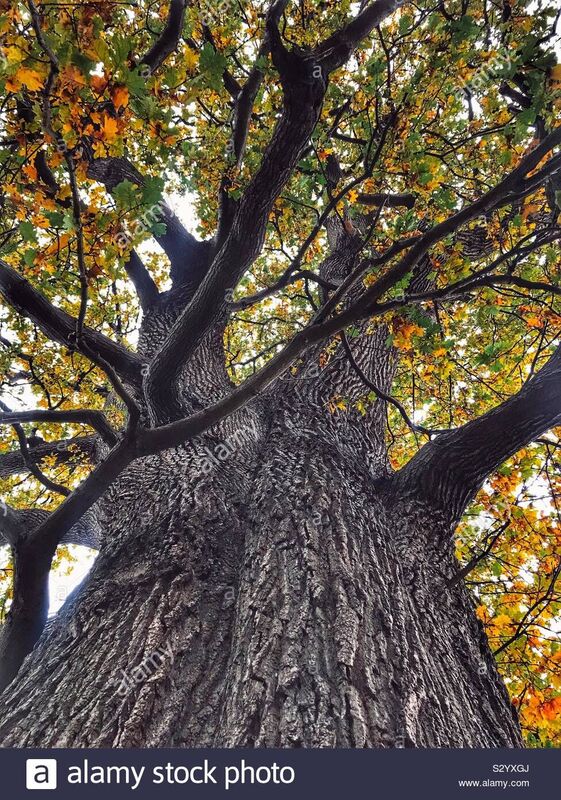 Yon mighty oak tree 