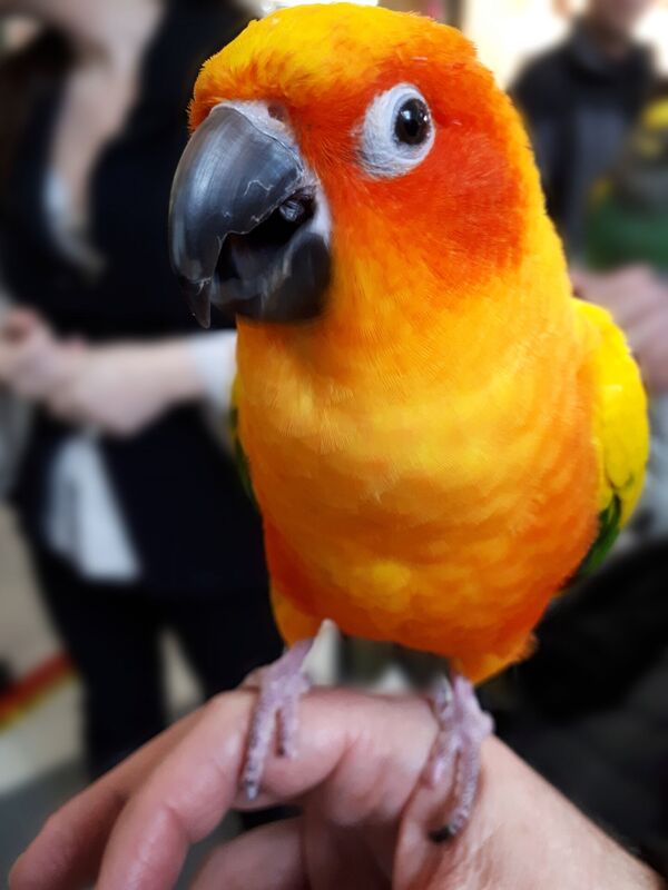 Sid the orange Parrot 