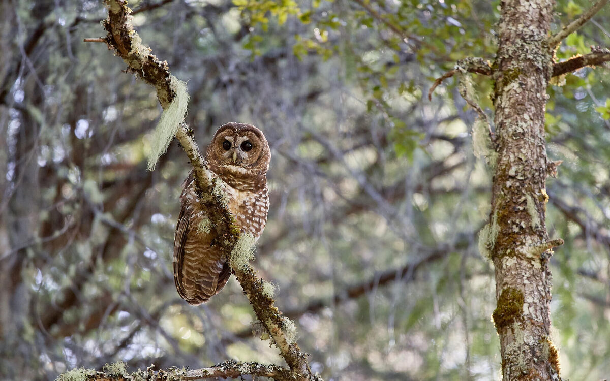 I am a bird ?