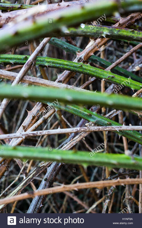 My cobweb of complexity ?