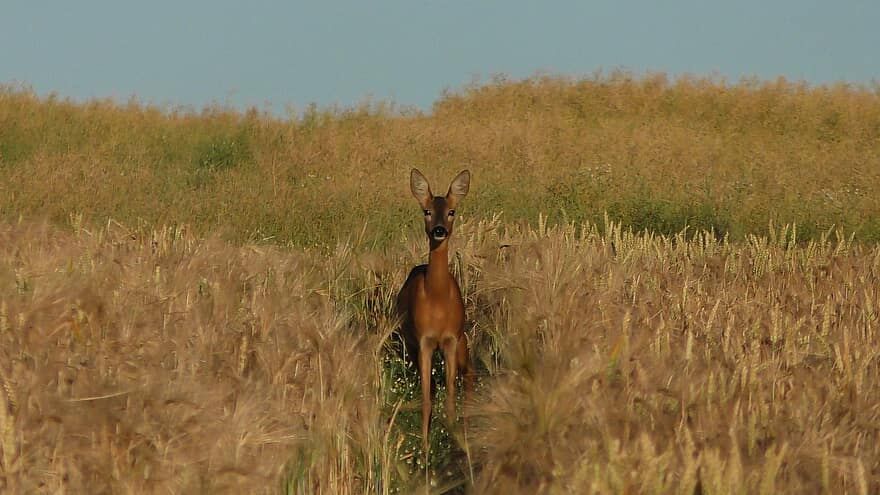 Oh Deer