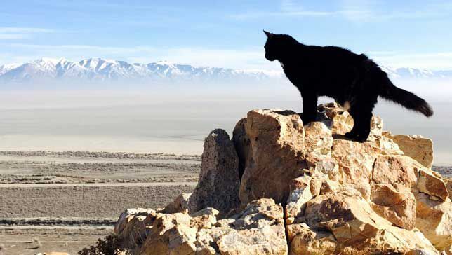 She climbs like a cat ?