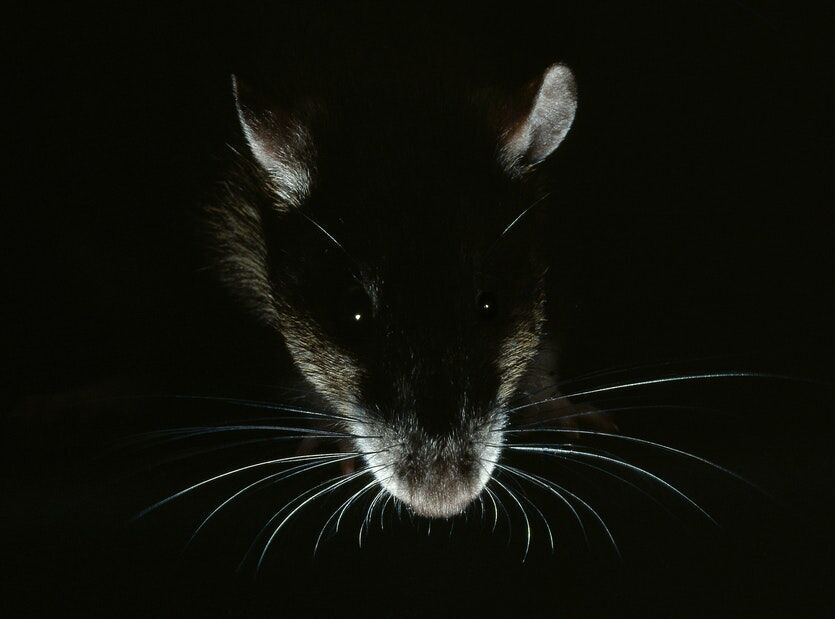 Rats