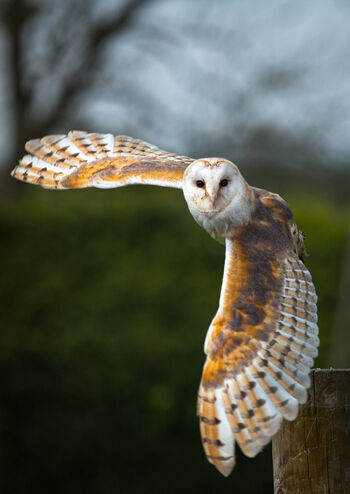 Our feathered friends ?