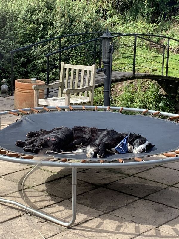 It’s a dogs life !!