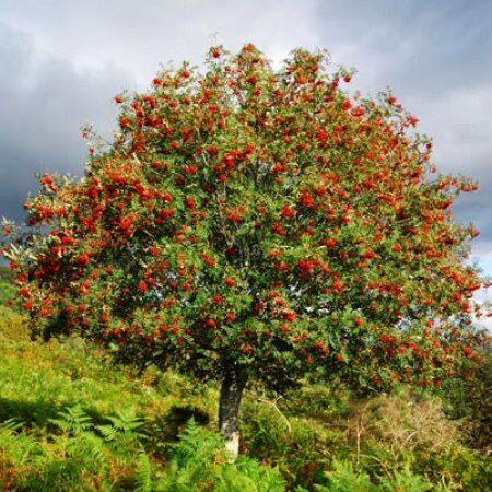 Our old Rowan tree ❤️