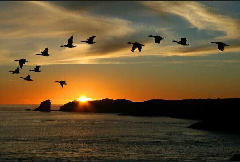 Our feathered friends ❤️