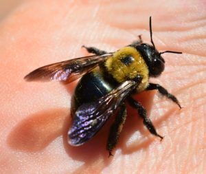“Buzzy bumble bee..”