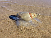The scared sea snail?