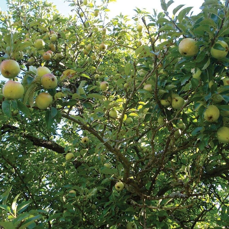 Fruit from the loom ?