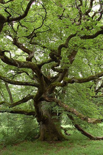 The tall oak tree...
